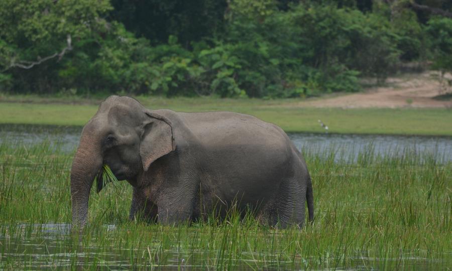 Private Sri Lanka Highlights mit Baden auf den Maldiven_37282