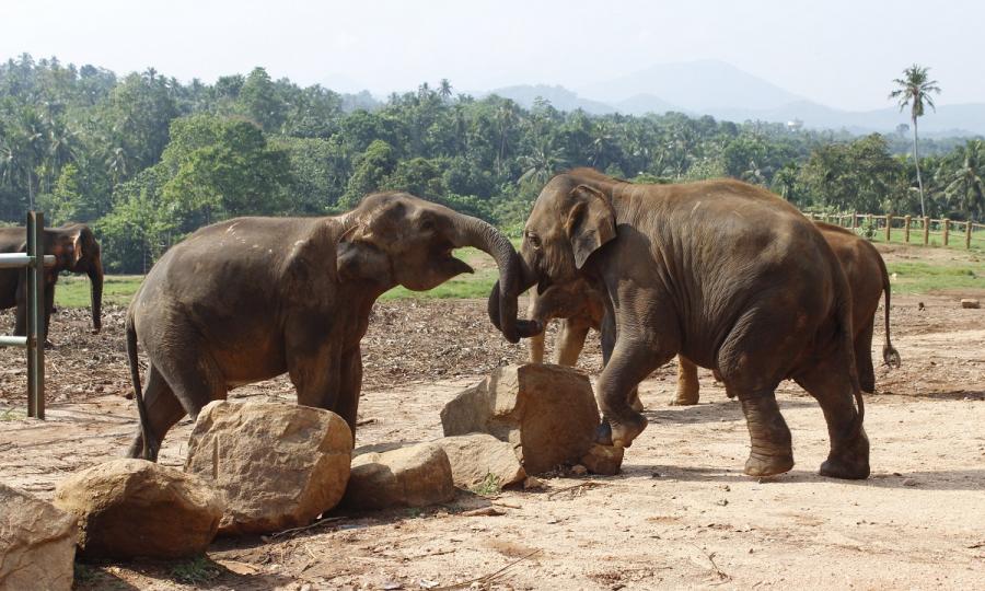 Private Sri Lanka Highlights mit Baden auf den Maldiven_37279