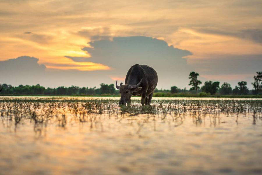 Entlang des Mekongs: Von Nordthailand nach Südlaos_29499
