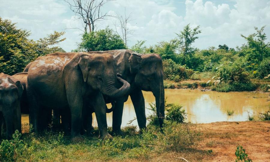 Faszination Sri Lanka mit Abstecher in den unbekannten Norden_30968