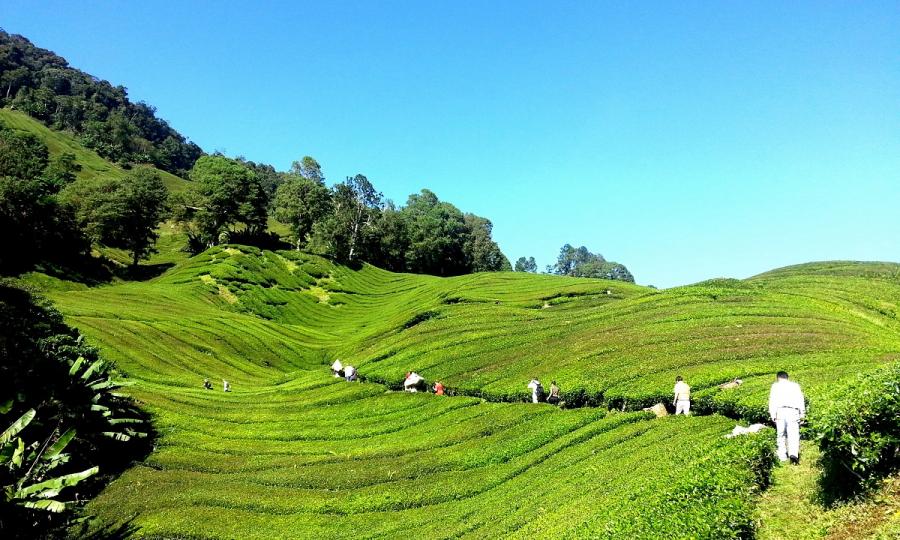 Den Zauber von Malaysia und Borneo erleben_69182