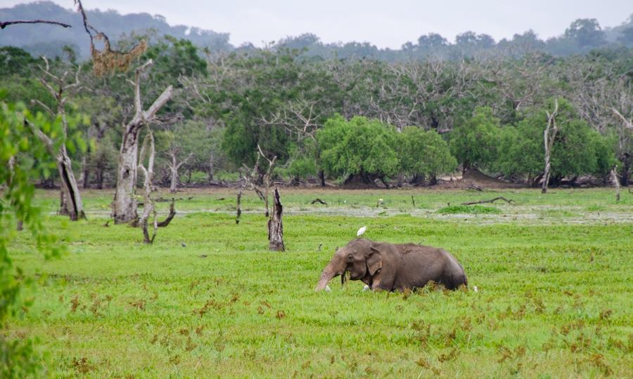 Kulturelles Erbe und natürliche Schönheit Sri Lankas mit Baden auf den Malediven_37264