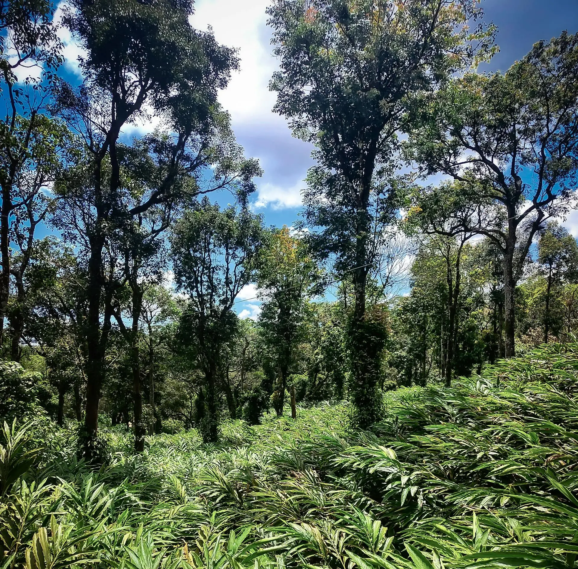 Festival Tumbe – Ein einzigartiges Kulturereignis in Banggai