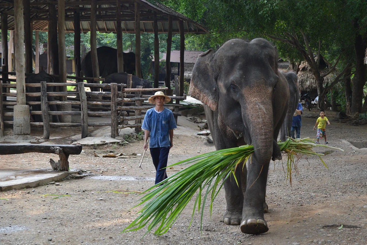 Rückfahrt vom Elefantencamp nach Yangon