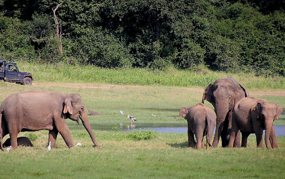Minneriya National Park