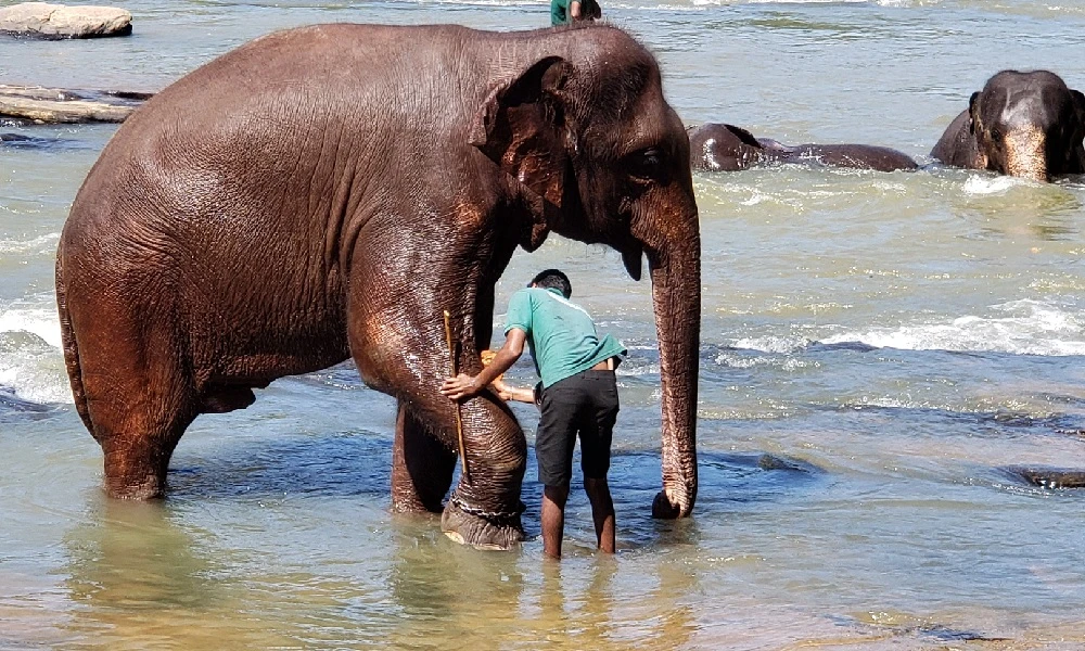 Spaziergang durch einen der schönsten Botanischen Gärten Asiens
